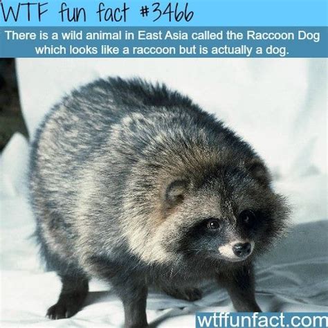 Raccoon Dog A Dog That Look Like A Raccoon Wtf Fun
