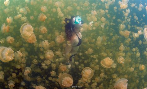 Jellyfish Lake Palau Photo Mandy Etpison Unsorted Best