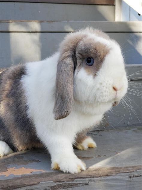 One Of Our Beautiful Holland Lop Girls Meadow 💞 Visit