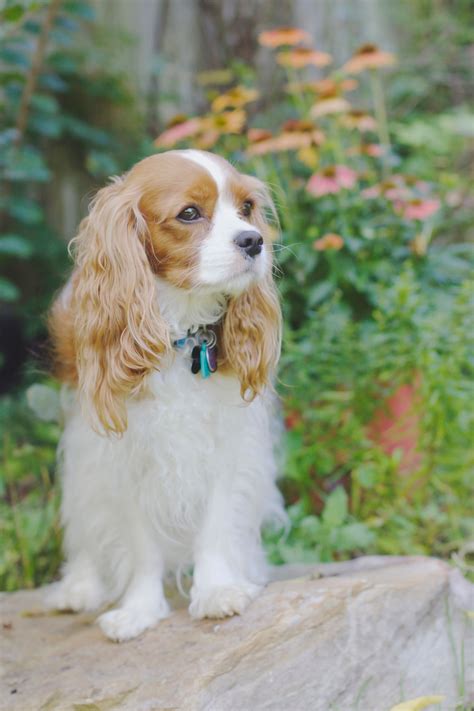 Blenheim Cavalier King Charles Spaniel by Leanne Newman | King spaniel