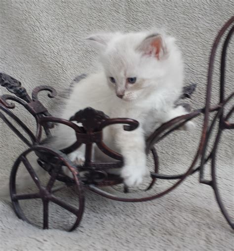Seattle cfa and tica registered siberian forest cats for sale. Siberian Cats For Sale | Seattle, WA #176413 | Petzlover