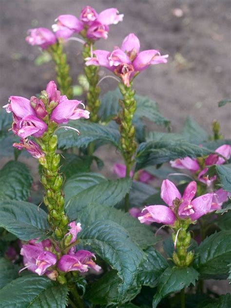 Grow the pink flower plant to add a pop of. Chelone Lyonii Hot Lips (Turtlehead) | Pink perennials ...