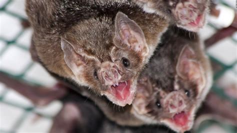How Vampire Bats Make Friends Before They Share Blood Cnn