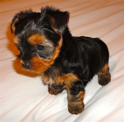 Maintaining a schedule is important for potty training. Courtney's AKC Yorkies: Yorkie Puppies 6 Weeks Old