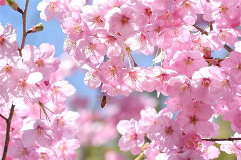 Sakura Flower Wallpapers 64 Background Pictures