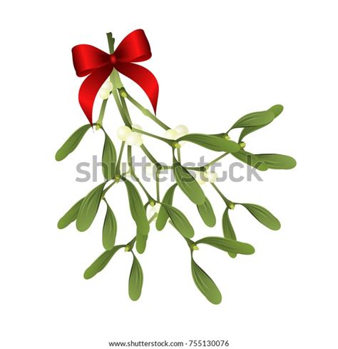 Mistletoe Vector Illustration Mistletoe Sprig Red Stock Vector Royalty