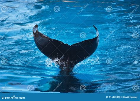 Killer Whale Fin Splashing On The Water Stock Image Image Of Ocean