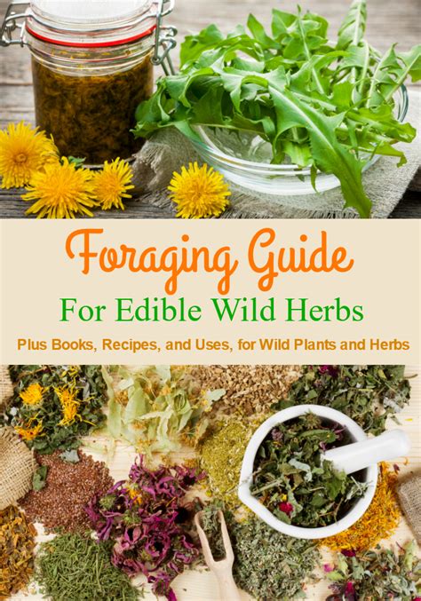 Edible Wild Plants Foraging Herbs In The Wild Snack Rules