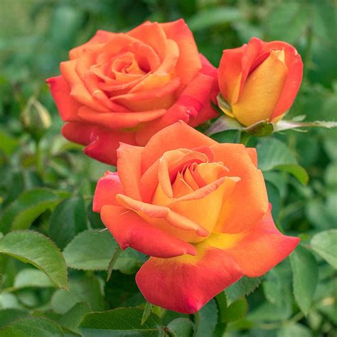 Burst Of Joy Floribunda Rose Buy Roses Online Brecks