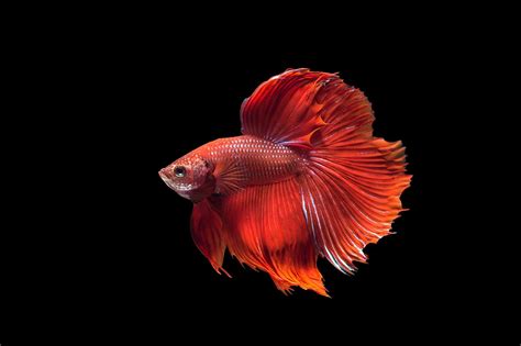 Fighter Fish Wallpapers Top Free Fighter Fish Backgrounds
