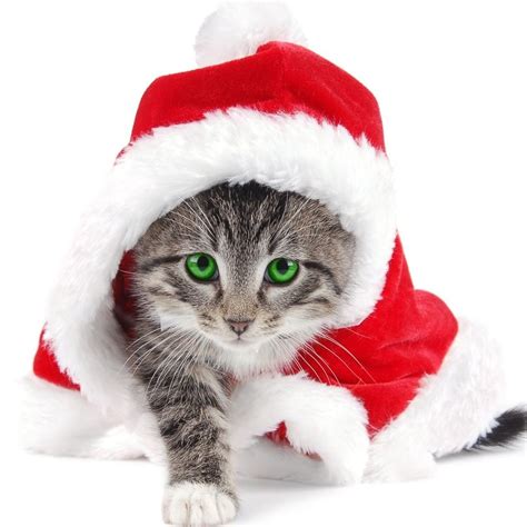 Download Cute Kitty Cat Christmas Wallpaper Dress Up As Santa By