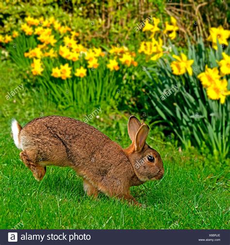 Domestic Rabbit Adult Hopping In A Garden In Spring Germany Stock