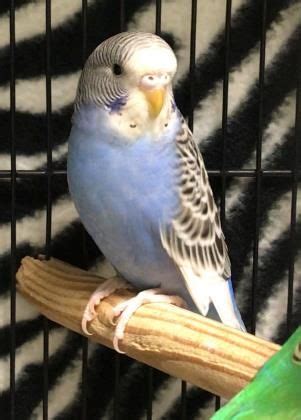 Life list of all birds we have seen. #Rigel is just a youngster, you can tell by how pale his ...