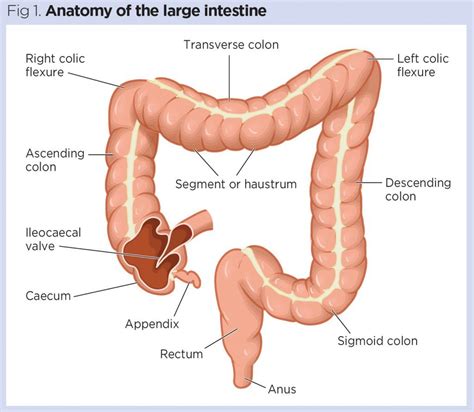 The large intestine is larger in diameter than the small intestine. Gastrointestinal tract 5: the anatomy and functions of the ...