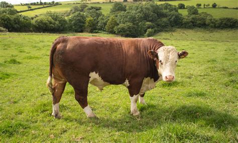 Scotland Crofter Dies On Farm After Incident Involving Bull Evening
