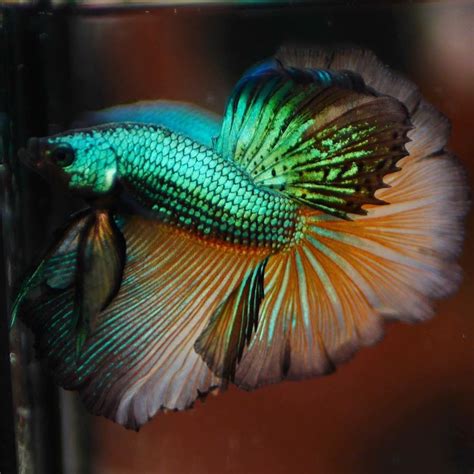 New Live Betta Live Fish Male Green Dragon Halfmoon Rosetail 2