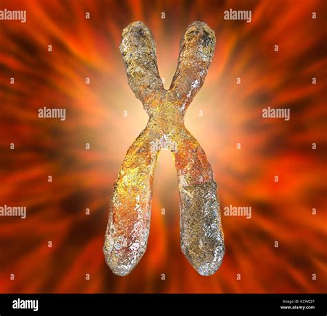 Chromosome Hi Res Stock Photography And Images Alamy