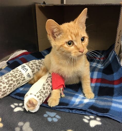 Broke your leg or arm? They Save Cat with Broken Legs and Help Him Walk Again ...