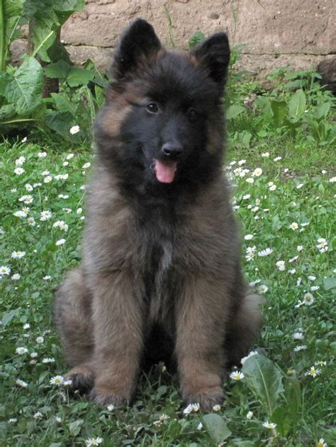Belgian Shepherd Pup Cant Wait To Go Home To My Baby Cute Dogs