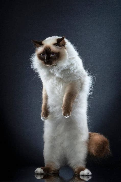 20 Purrfect Portraits Of Fabulous Felines Standing On Two Legs Cat