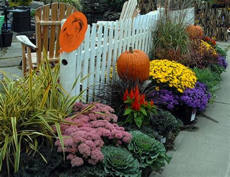 There Are Many Plants For Fall Color On Our Blog Tips For Having Mums