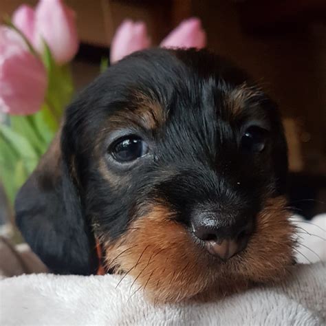 Dieser lebhafte und selbstbewusste jagdhund die verwendung von dackel welpen. Rauhaardackel Welpen Standart *13.12.2019 (Oelde) - Dackel ...