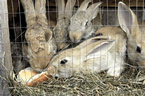 What Human Foods Can Rabbits Eat Top Outdoor Survival