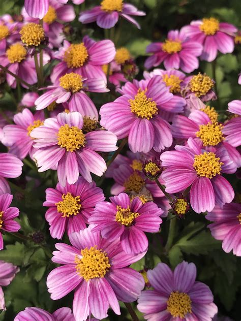 Bidens — taxobox name = bidens image width = 250px image. BIDENS ferulifolia 'Pretty in Pink' | emerisa gardens