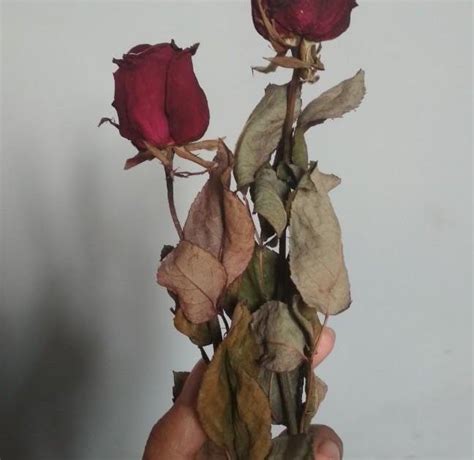 Gambar Bunga Mawar Merah Yang Layu