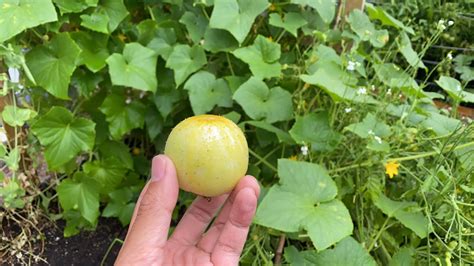 Harvest Lemon Cucumber Youtube