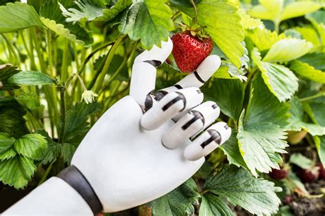 Strawberry Picking Robots How They Work