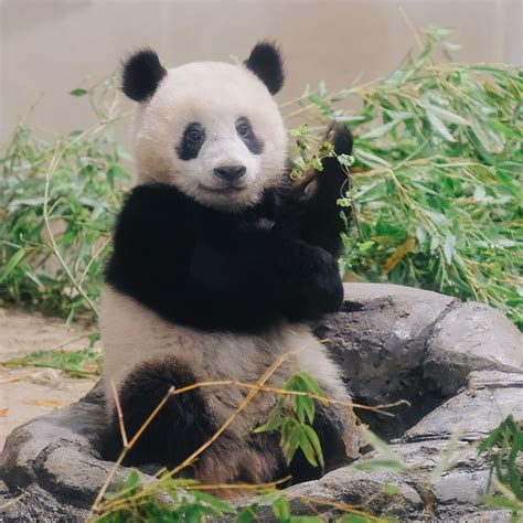 コメディ, ファンタジー, お嬢様, 悪魔 other names: 100+ EPIC Bestパンダ 赤ちゃん ぬいぐるみ 上野動物園 - すべての ...