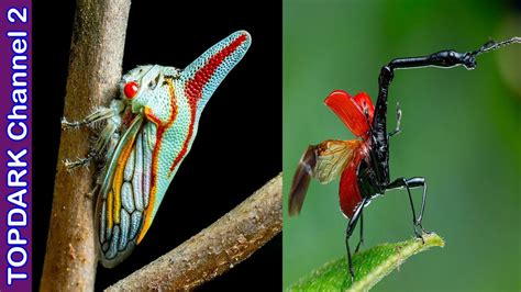 10 Insectos Mas Raros Del Mundo Youtube