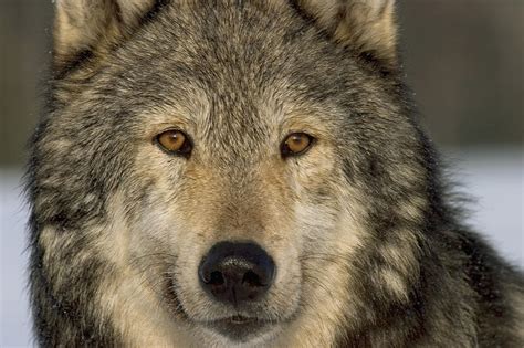 Portrait Of Grey Wolf Captive Alaska Se Photograph By John Hyde