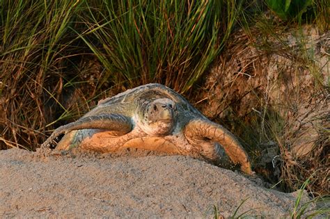 Sea Turtle Nesting Season Is In Full Swing Reserve Your Ranger Guided