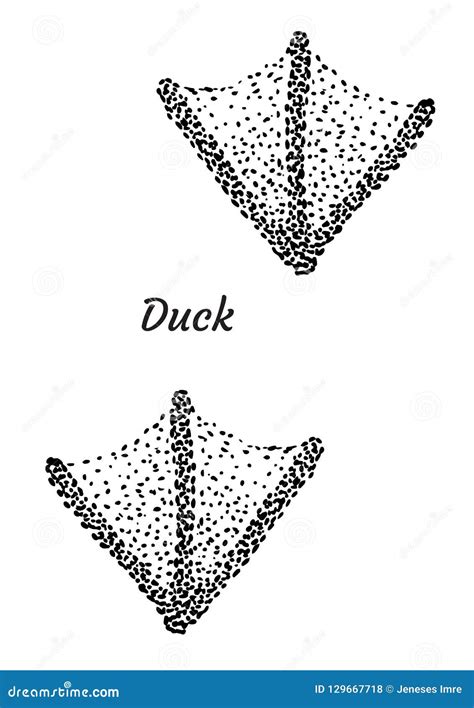 Duck Footprint Illustration Drawing Engraving Ink Line Art Vector