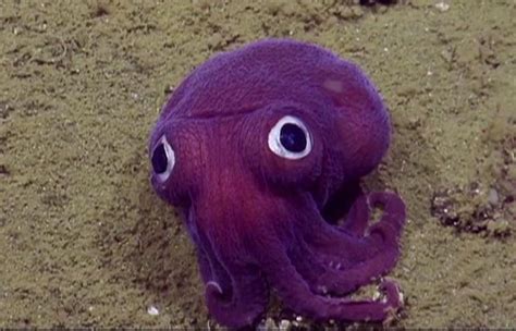 430 likes · 5 talking about this. Adorable 'Stubby' squid caught on video off the coast of ...
