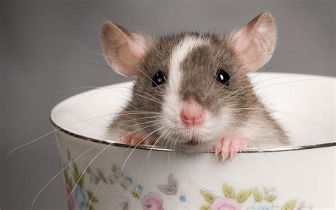 Mouse和rat傻傻分不清楚，同是老鼠究竟有什么区别mouse