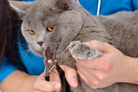 How To Trim The Nails Of An Angry Or Aggressive Cat Catster