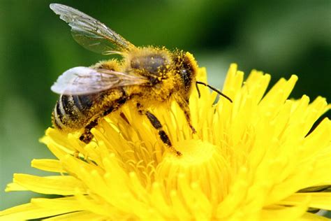 Can Bees Become Addicted To Pesticides