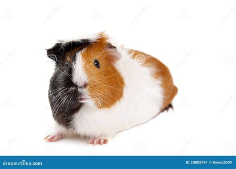 Guinea Pig Stock Image Image Of Adorable Macro Domestic 20808991