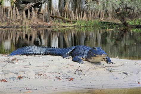7 Fun Facts About Florida Alligators