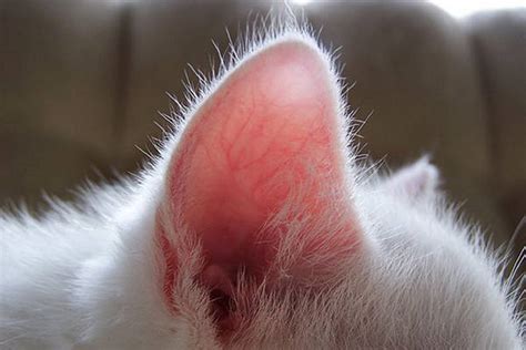 When Your Cat Has An Ear Infection Nolas Finest Pet Care Llc