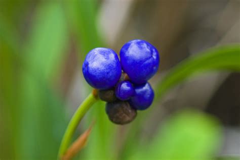 Berries Of Dianella Tasmanica Flax Lily Under A Gorgeous Flickr