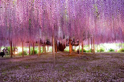 Worlds Most Beautiful Trees Photography One Big Photo One Big Photo