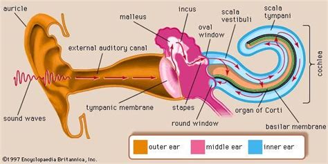 Inner Ear Anatomy