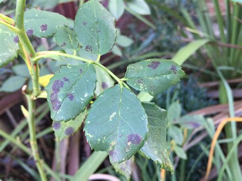 Black Spots On Rose Leaves My Crafts And Garden