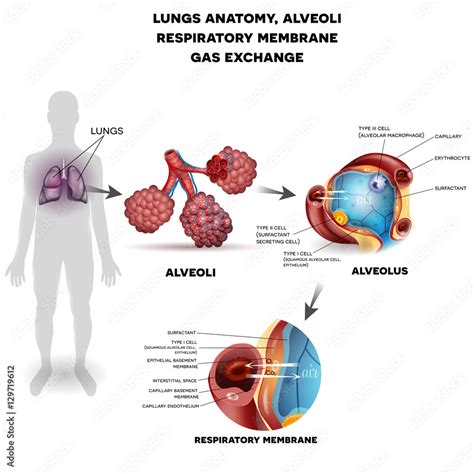 Respiratory System Lungs And Alveoli Respiratory Membrane Of Alveolus