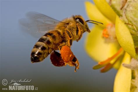 Apis Mellifera Pictures Western Honey Bee Images Nature Wildlife