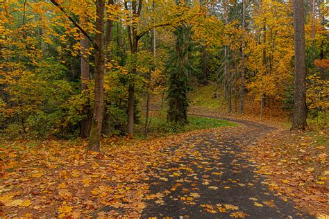 Autumn Path By Remigijus Juskenas 500px